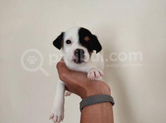 Mükemmel Kalitede Kısa Bacak Jack Russel Yavrularımız görsel