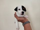 Mükemmel Kalitede Kısa Bacak Jack Russel Yavrularımız