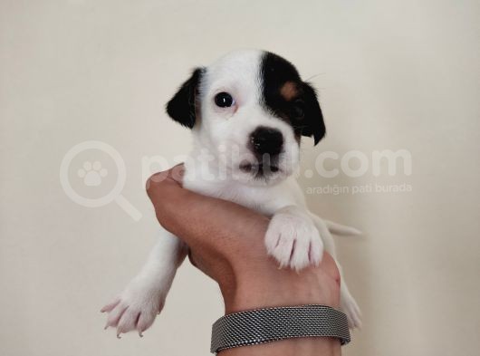 Mükemmel Kalitede Kısa Bacak Jack Russel Yavrularımız görsel