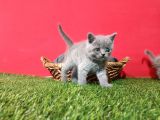8 Haftalık Gri Dişi British Shorthair