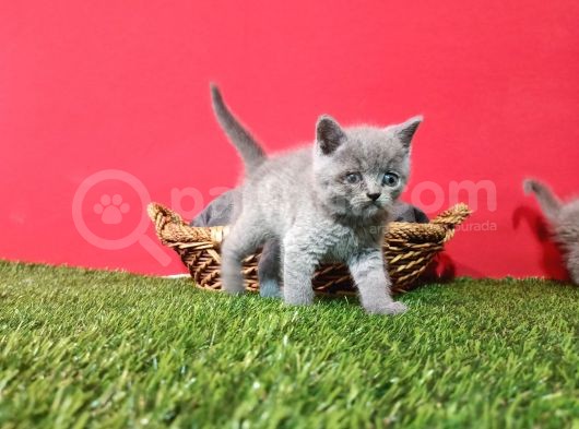 8 Haftalık Gri Dişi British Shorthair görsel