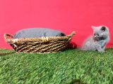 8 Haftalık Gri Dişi British Shorthair