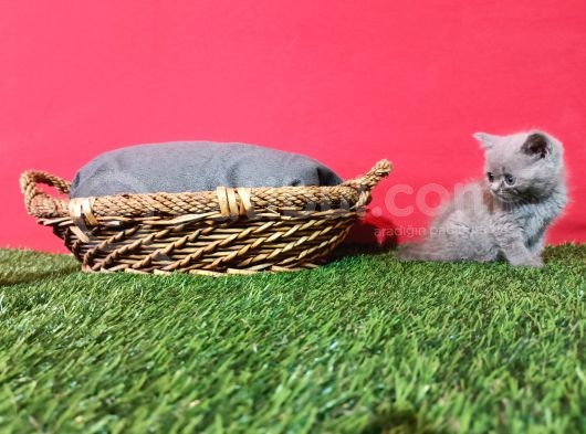 8 Haftalık Gri Dişi British Shorthair görsel