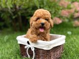 Red Brown Toy Poodle Yavrular