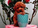 Red Brown Toy Poodle Yavrularımız  Garantili