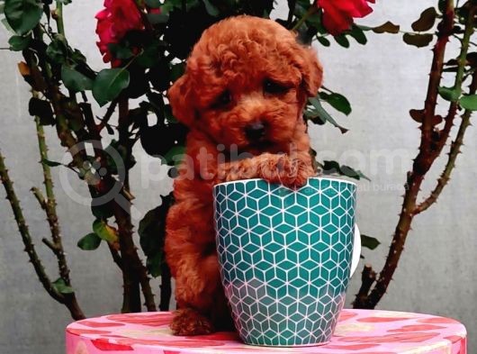 Red Brown Toy Poodle Yavrularımız  Garantili görsel