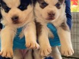 Orjinal Irk Garantili Husky Yavrularımız