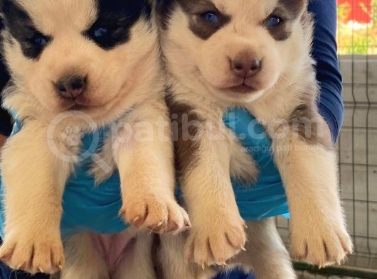 Orjinal Irk Garantili Husky Yavrularımız görsel