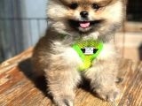 Teddy Bear Garantili Boo Pomeranian Yavrular