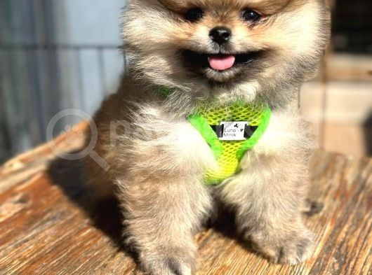 Teddy Bear Garantili Boo Pomeranian Yavrular görsel