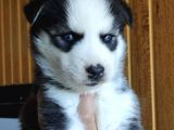 Orjinal Irk Garantili Husky Yavrularımız