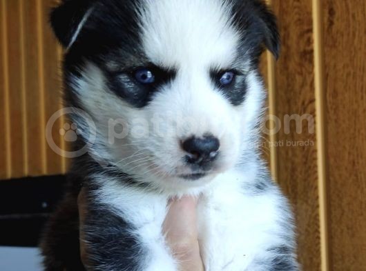 Orjinal Irk Garantili Husky Yavrularımız görsel