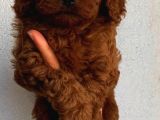 Tatlı Mı Tatlı Toy Poodle Yavrularım