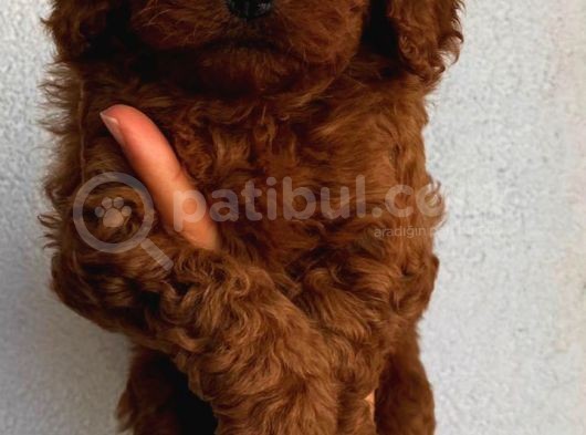 Tatlı Mı Tatlı Toy Poodle Yavrularım görsel