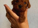 Tatlı Mı Tatlı Toy Poodle Yavrularım