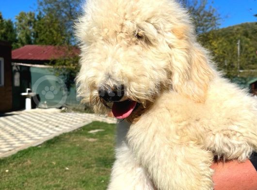 Dev Poodle Nadir Güzellik Tüy Dökmeyen Yavrular görsel