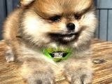 Teddy Bear Garantili Boo Pomeranian Yavrular