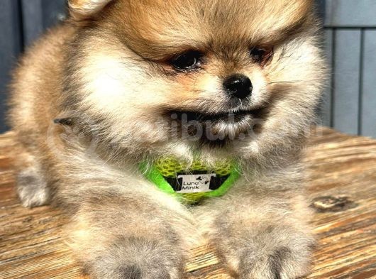 Teddy Bear Garantili Boo Pomeranian Yavrular görsel