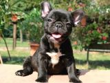 Si̇yah French Bulldog Özel Yavrumuz