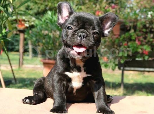 Si̇yah French Bulldog Özel Yavrumuz görsel