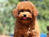 Show Kalite Poodle Yavrular