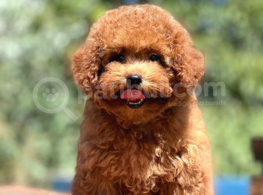 Show Kalite Poodle Yavrular