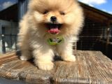 En Güzel Pomeranian Boo Yavrular