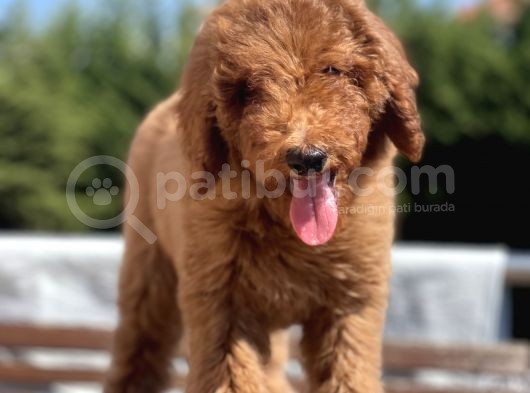 Red Brown Labradoodle Özel Dizayn Irk Yavrular görsel