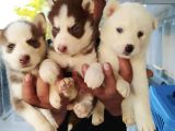 Orjinal Irk Garantili Husky Yavrularımız