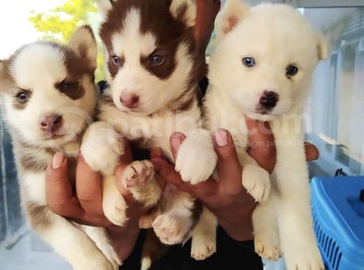 Orjinal Irk Garantili Husky Yavrularımız görsel