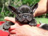 Si̇yah French Bulldog Özel Yavrumuz