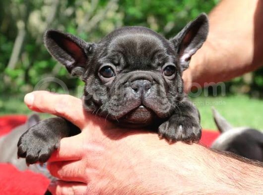 Si̇yah French Bulldog Özel Yavrumuz görsel