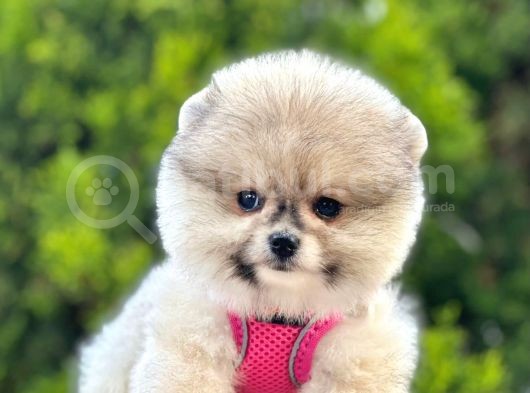 Safkan Teddy Bear Pomeranian Boo Yavrularımız görsel