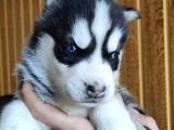 Orjinal Irk Garantili Husky Yavrularımız