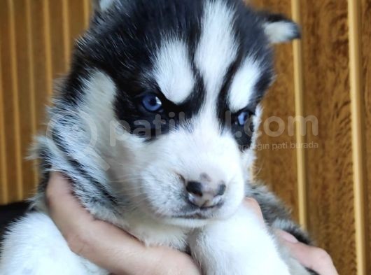 Orjinal Irk Garantili Husky Yavrularımız görsel