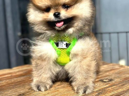 Teddy Bear Garantili Boo Pomeranian Yavrular