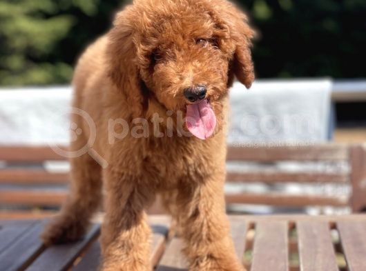 Red Brown Labradoodle Özel Dizayn Irk Yavrular görsel