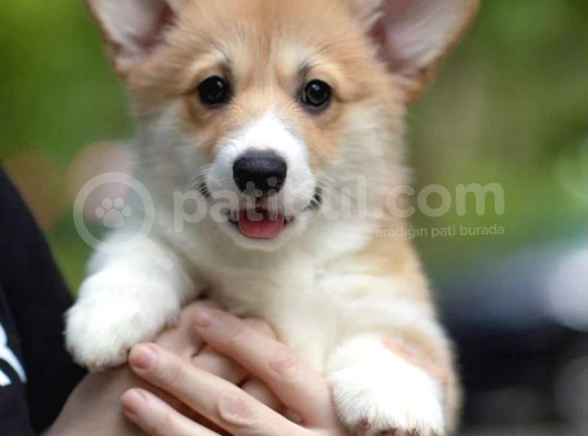 Welsh Corgi Pembroke Secereli Yavrularımız görsel
