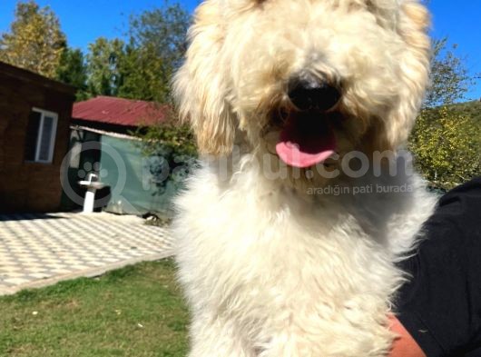 Dev Poodle Nadir Güzellik Tüy Dökmeyen Yavrular