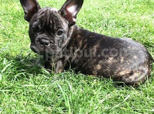 Bri̇ndle French Bulldog Yavrumuz Aşili görsel