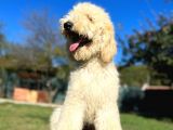 Dev Poodle Nadir Güzellik Tüy Dökmeyen Yavrular