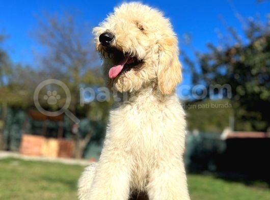 Dev Poodle Nadir Güzellik Tüy Dökmeyen Yavrular görsel
