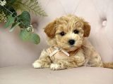 Dizayn Irk Sevimli Maltipoo Yavrular