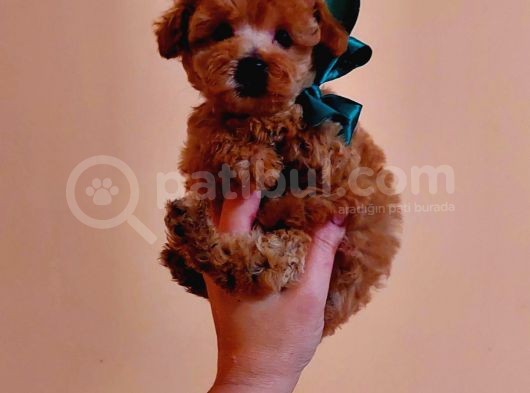 Red Brown Toy Poodle Yavrularımız  Garantili