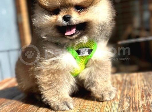 Teddy Bear Garantili Boo Pomeranian Yavrular görsel