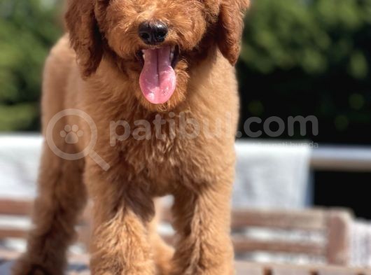Red Brown Labradoodle Özel Dizayn Irk Yavrular