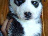 Orjinal Irk Garantili Husky Yavrularımız