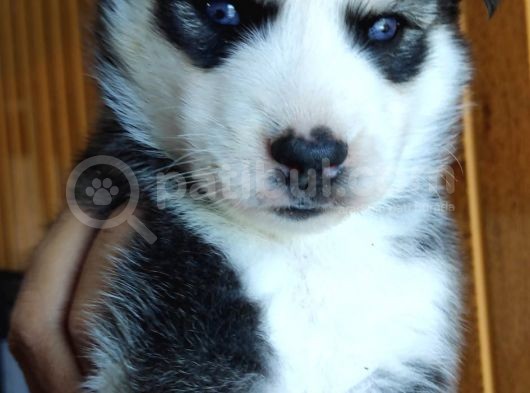 Orjinal Irk Garantili Husky Yavrularımız