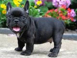 Si̇yah French Bulldog Özel Yavrumuz