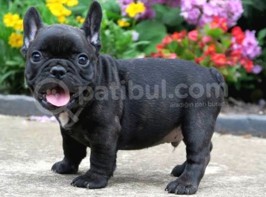 Si̇yah French Bulldog Özel Yavrumuz